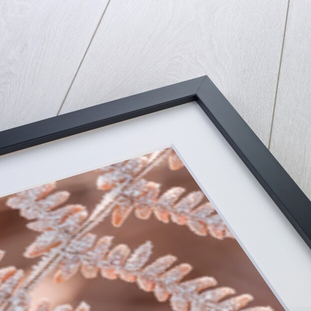 Frost on plant by Assaf Frank